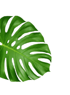 leaves_2